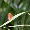 bat_garden_001