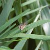 bat_garden_002