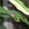 bat_garden_003