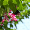 bat_garden_004