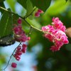 bat_garden_005