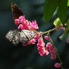 bat_garden_006