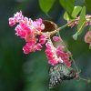 bat_garden_007
