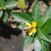bat_garden_008