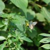 bat_garden_009