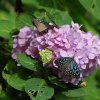 bat_garden_010