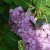 Достопримечательности  Butterfly garden